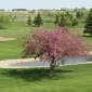 Magrath Golf Club small